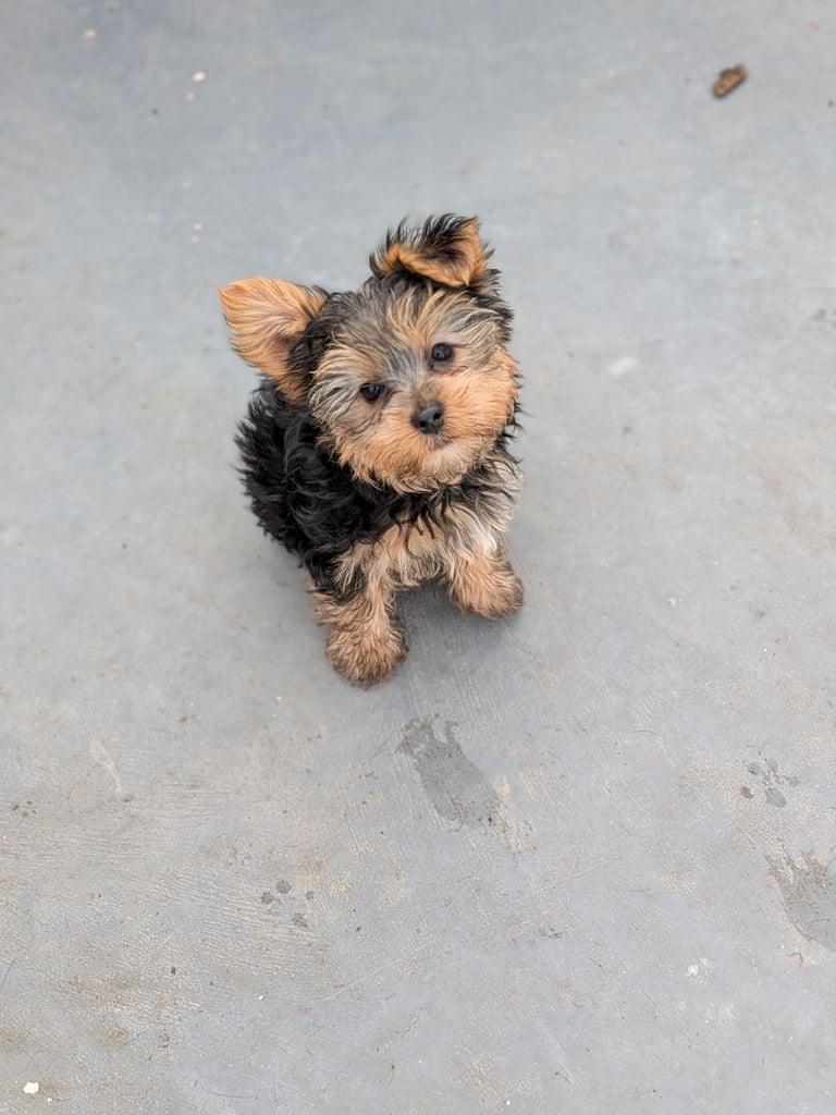 4 males left, Yorkshire terriers  ready to leave 