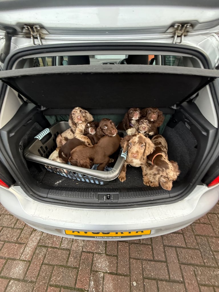English Cocker spaniel puppies 