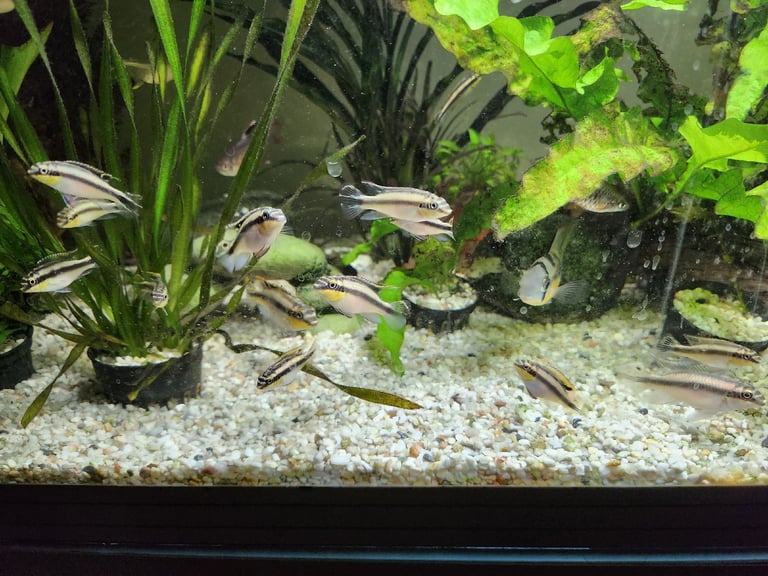 Kribensis juvenile fish