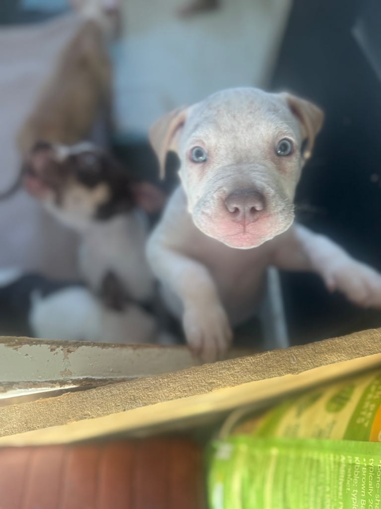 Beautiful American bulldogs 