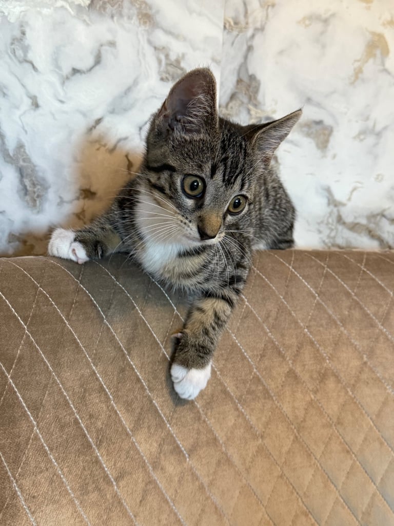 6 months old female half bengal kitten