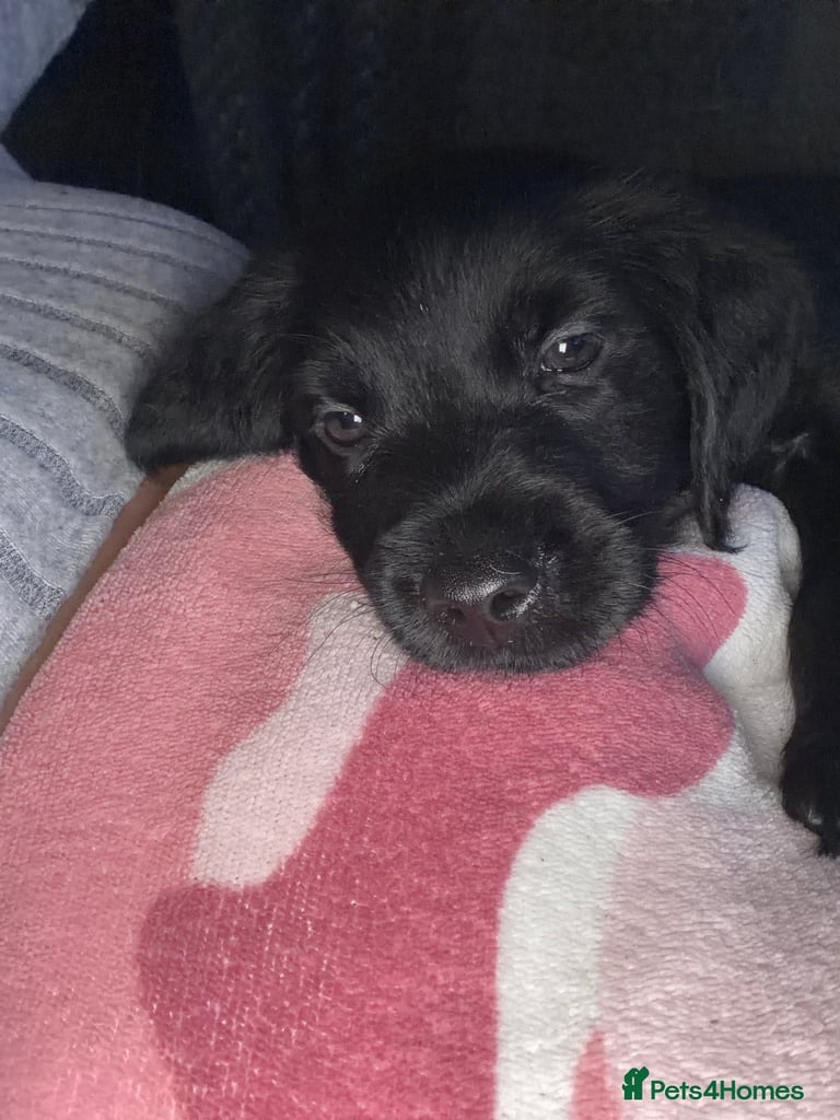 image for One male Labrador x Yorkshire Terrier 