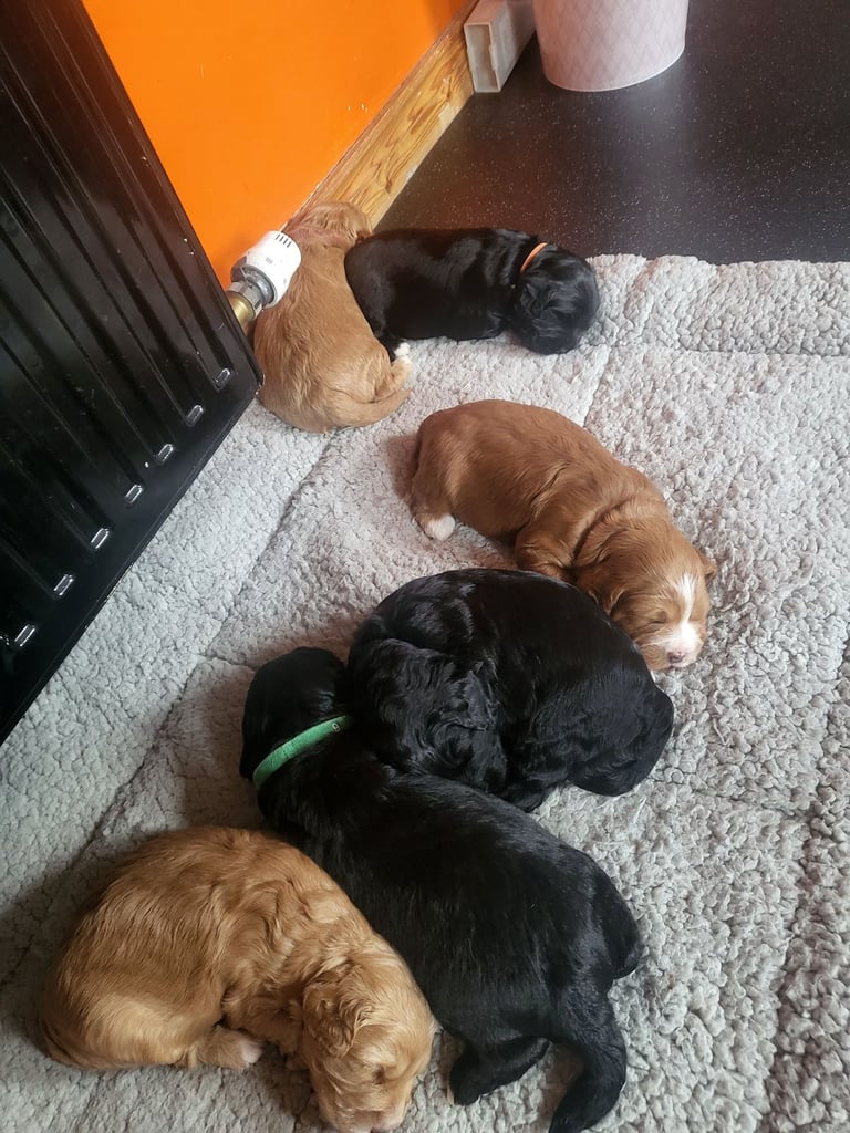 Sproodle puppies