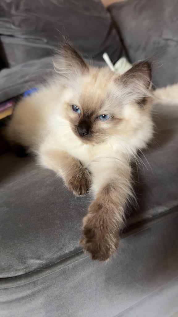 Beautiful ragdoll boys