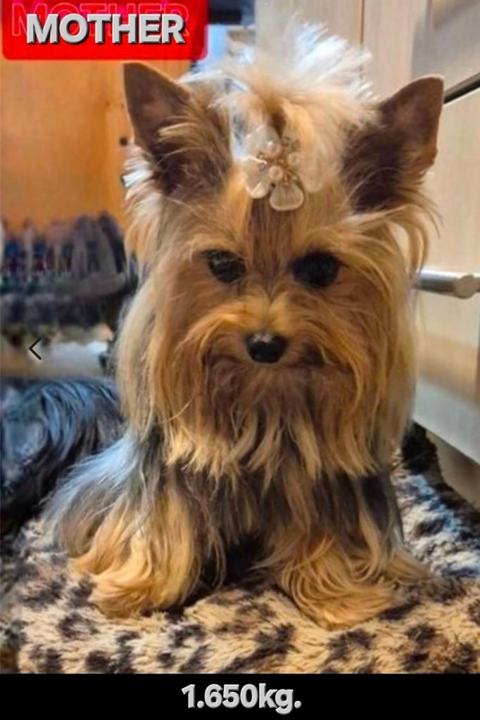 Yorkshire Terrier Baby face boys for sale 😍