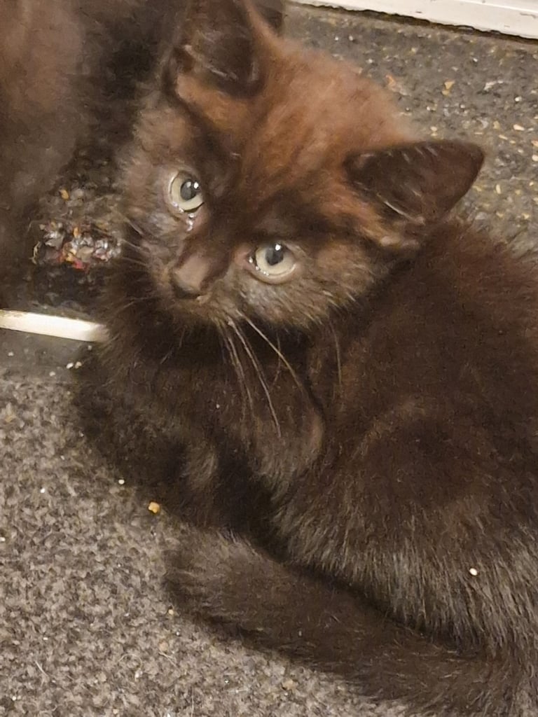 2 Orange ( Ginger ) kittens, boys , and 5 black ( persian ) kittens for sale 3 boys and 2 girls