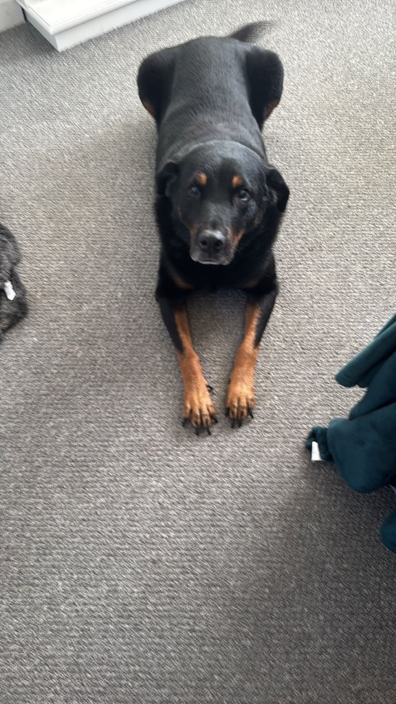 Rottweiler cross