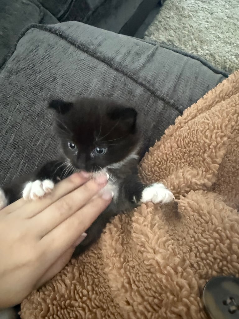 image for Female ragdoll and beautiful half ragdoll male kitten