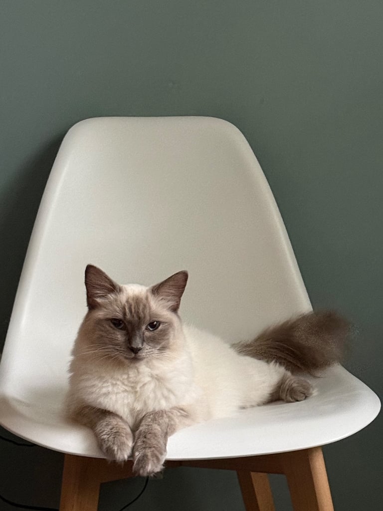 Last boy remaining - ragdoll cross kittens for sale 