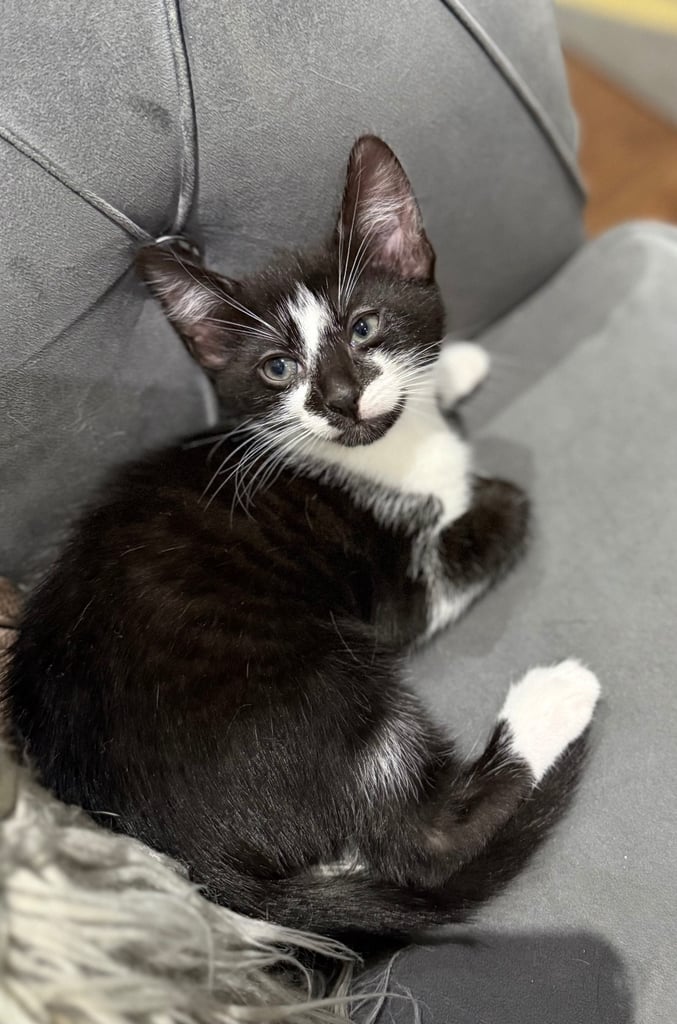 1 adorable male kitten for sale