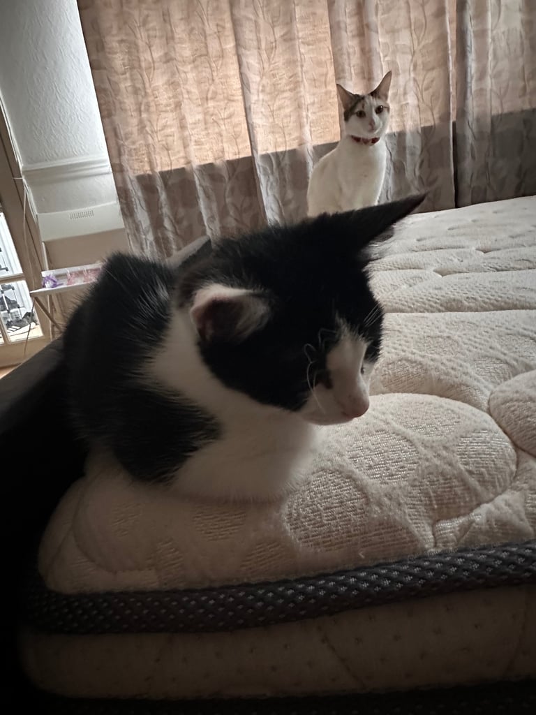 Kitten 