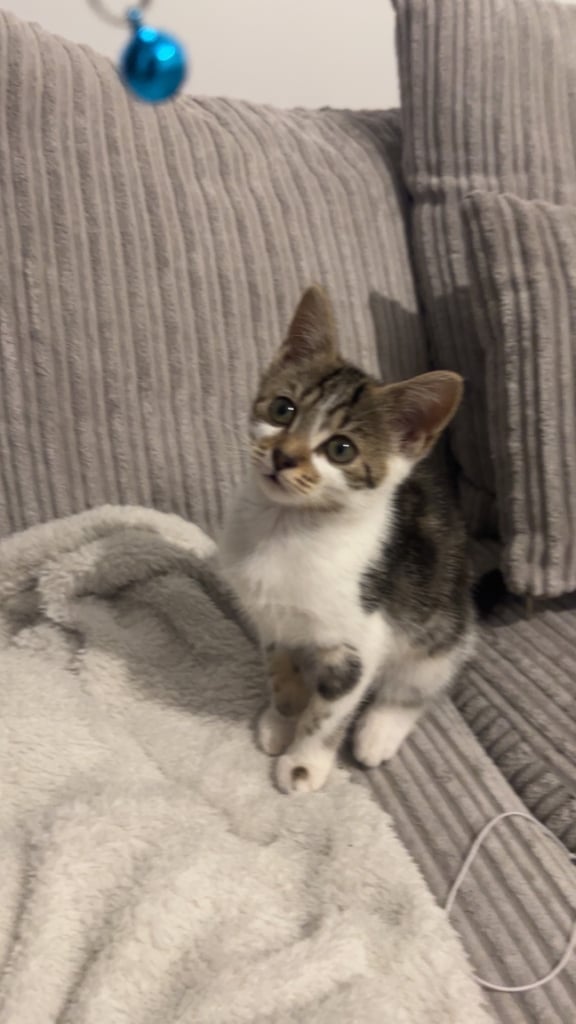 Adorable 10-Week-Old Kitten – Looking for a Loving Home 🐾