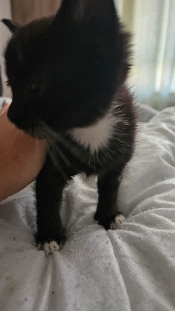 Kittens for sale 150