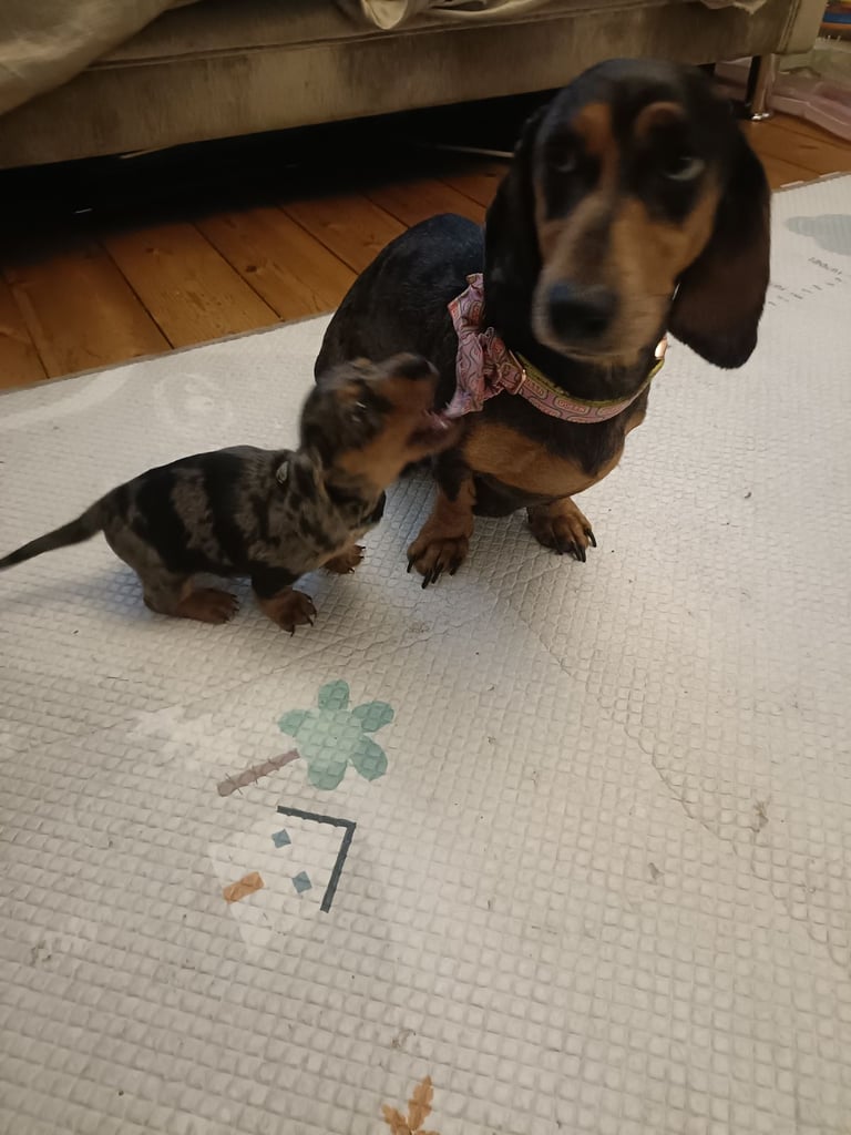 Miniature dachshund puppies 