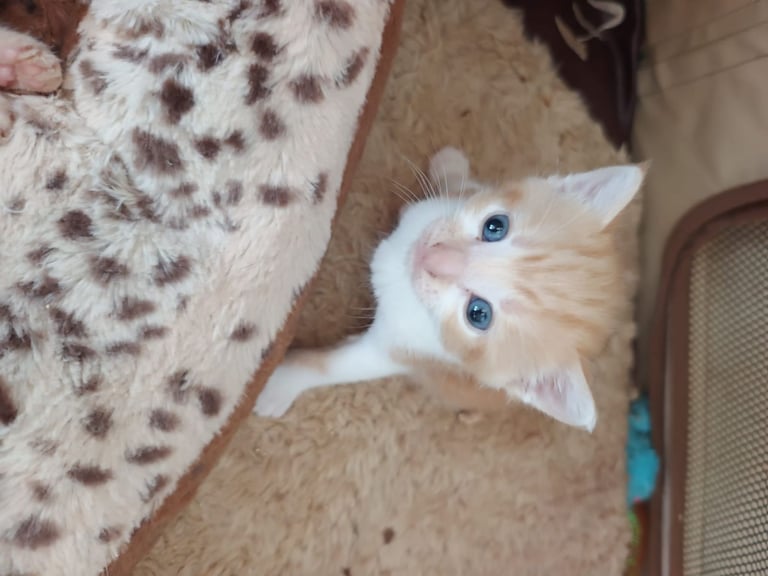 4 Male Kittens 