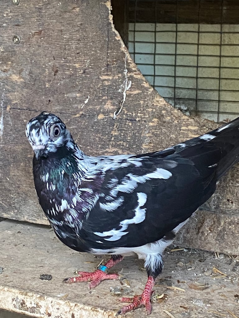 Beautiful Budapest pigeon pair,Beautiful Polish chicken , Englishwhite quil available read price  