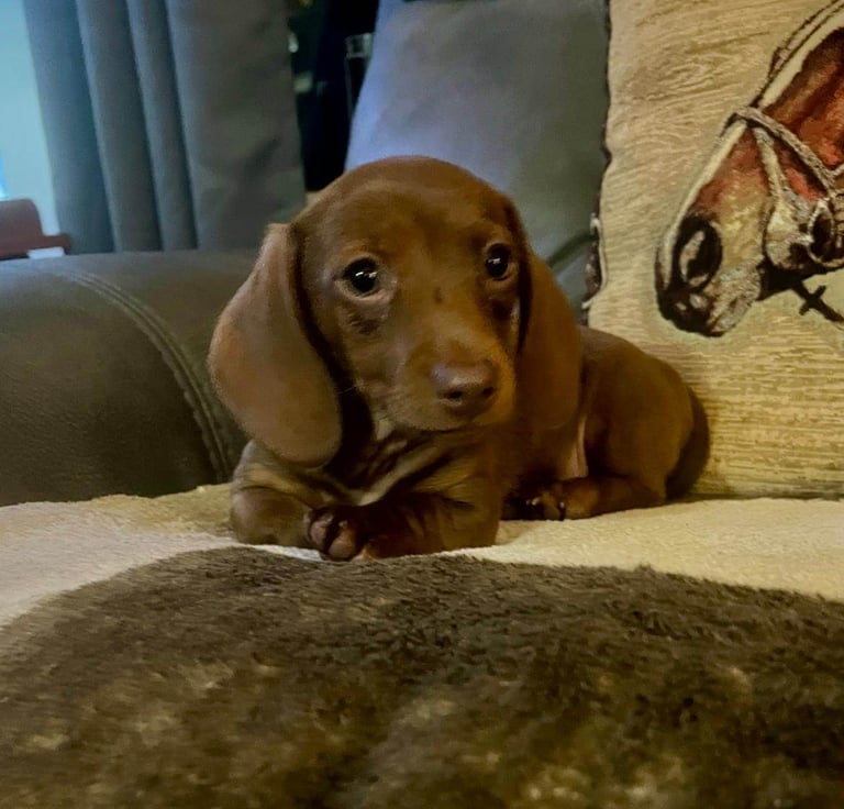 image for Miniature dachshund 