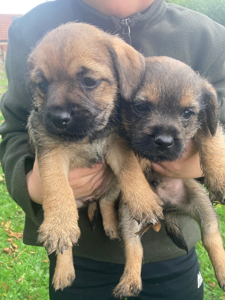 KC reg Border Terrier Puppies 