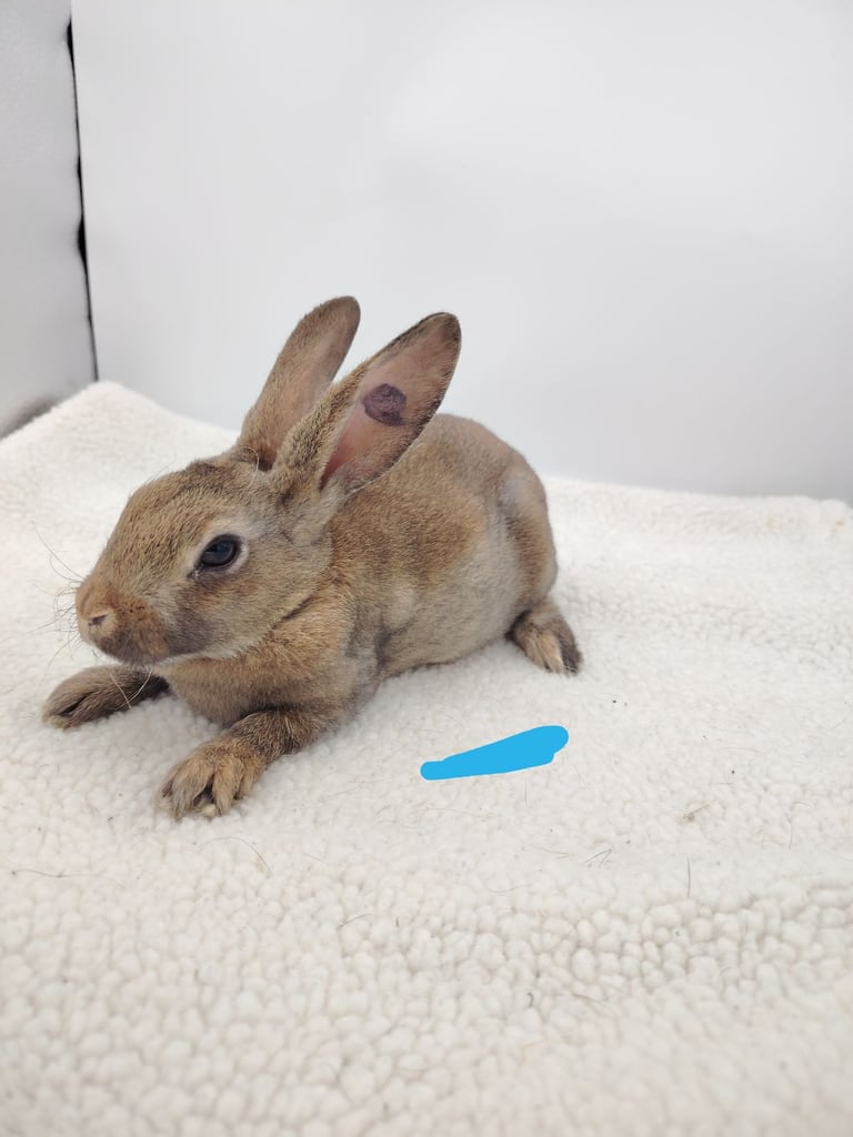 4 lovely mini rex boys