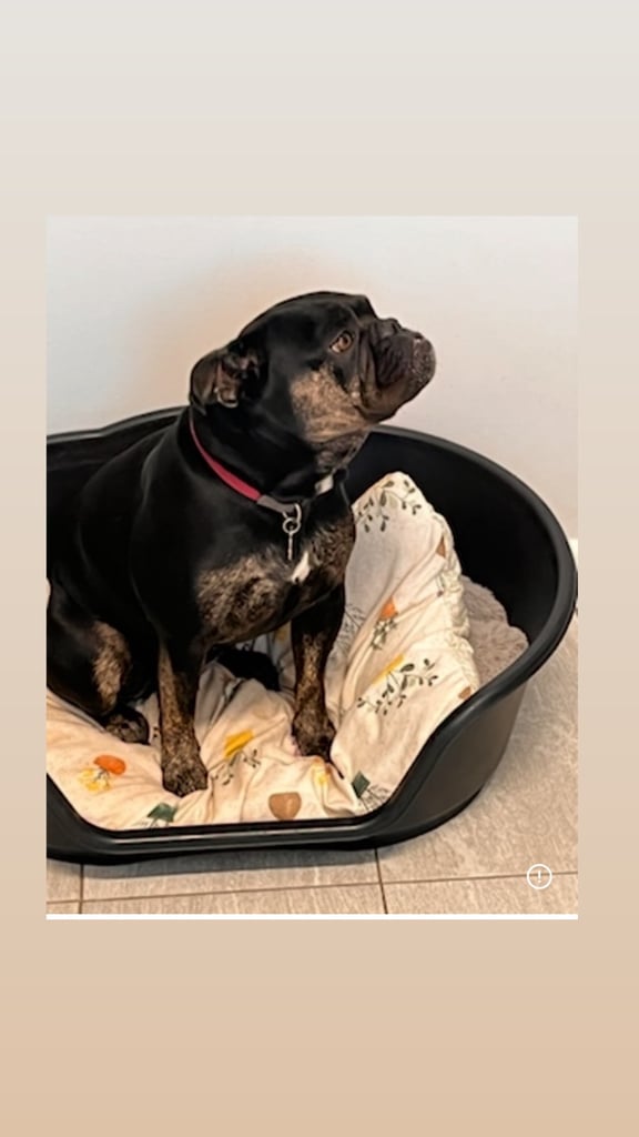 image for Olde English Bulldogge 