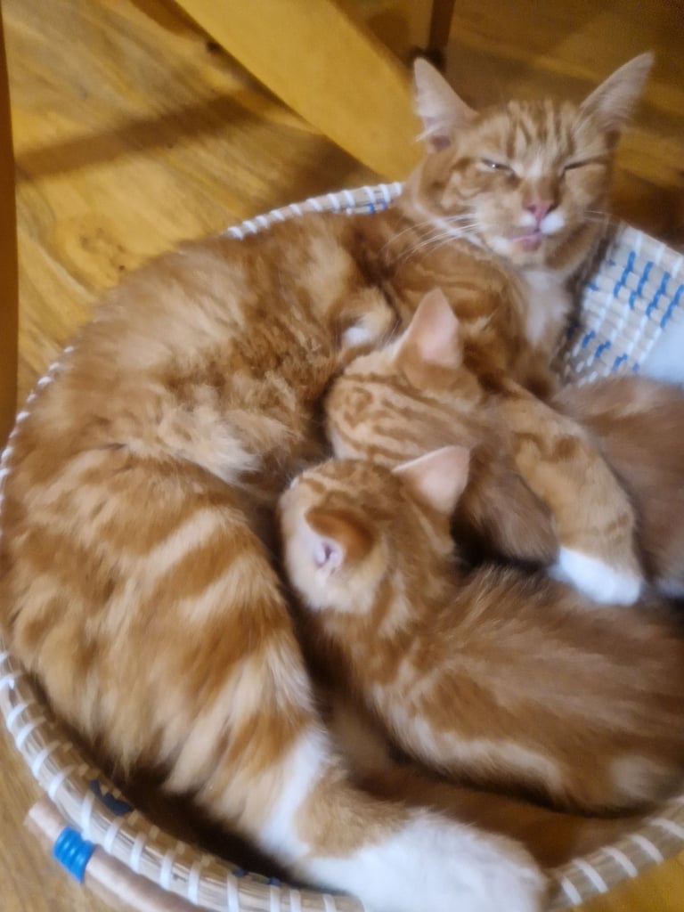 Siberian cross kittens