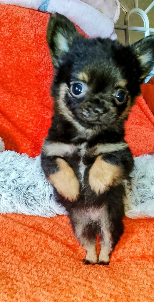3 sold., 1 reserved, Only 1 left, Pure Bred Chihuahuas 