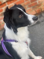 Rehoming a lovely gentle 14 month old Border Collie