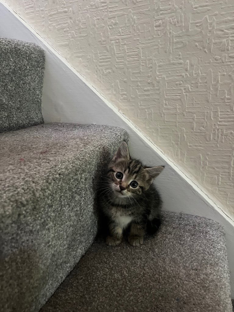 Quarter maincoone kittens 