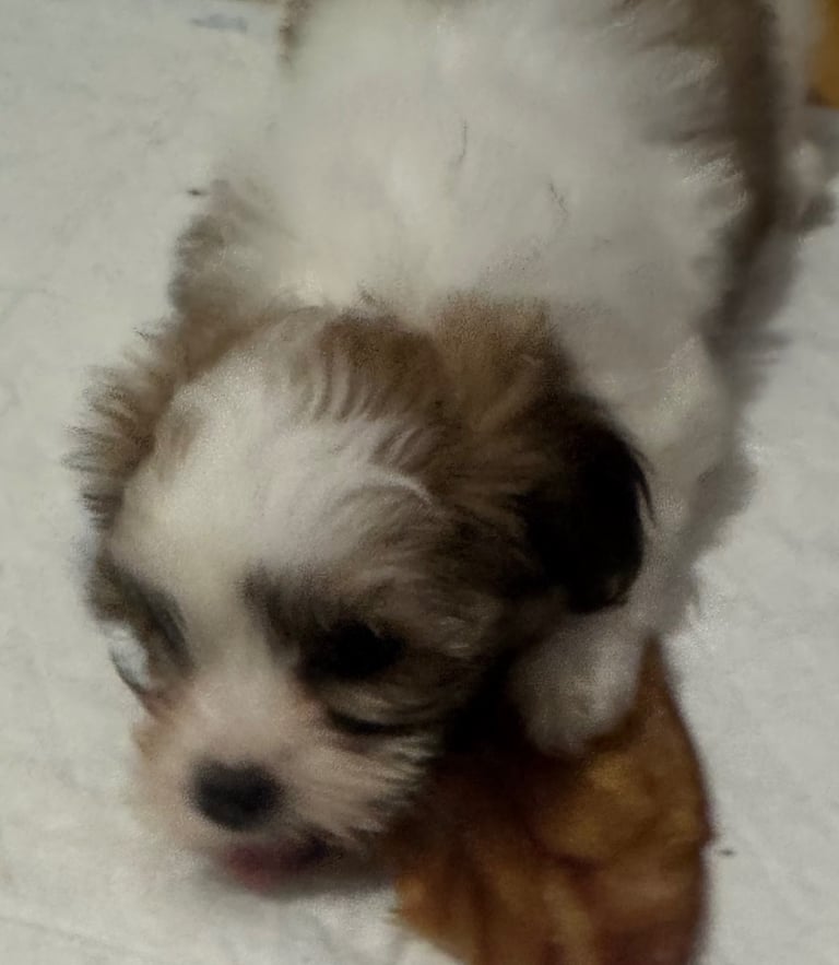 Lhasa apso puppies 