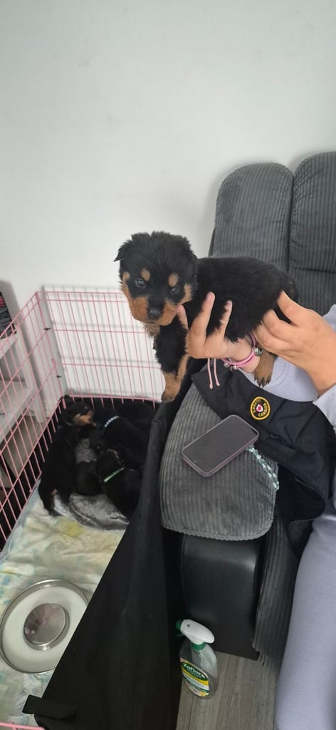 Rottweiler puppies