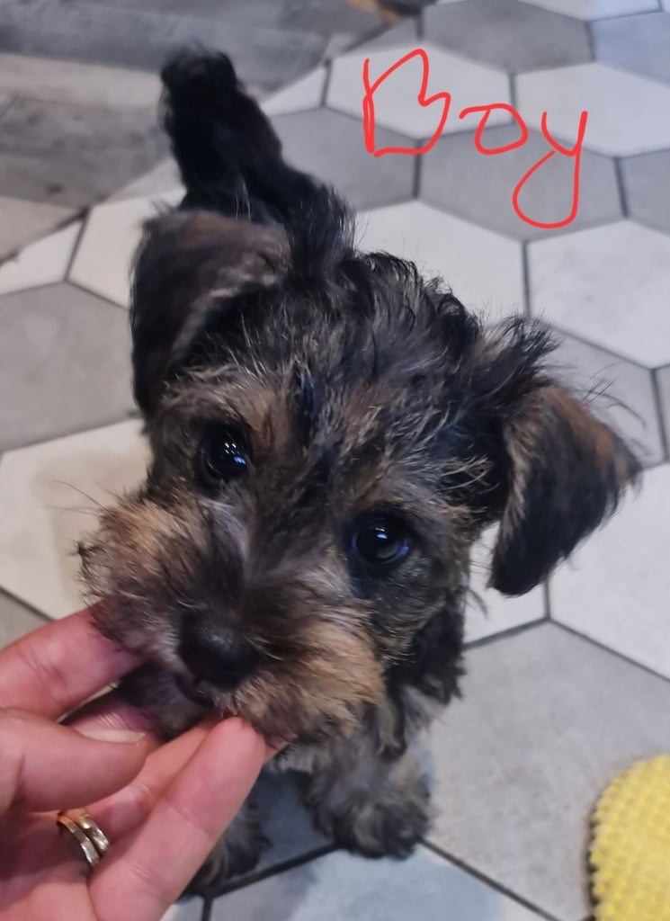 Schnauzer mini + YorkshireTerrier Biewar puppys