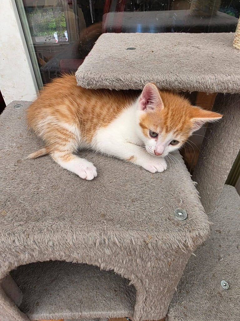 Beautiful Fluffy Kittens