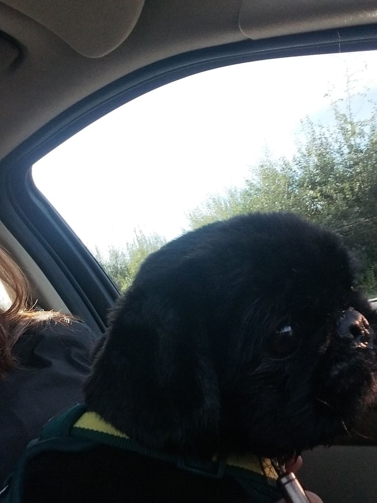 Pekingese for sale