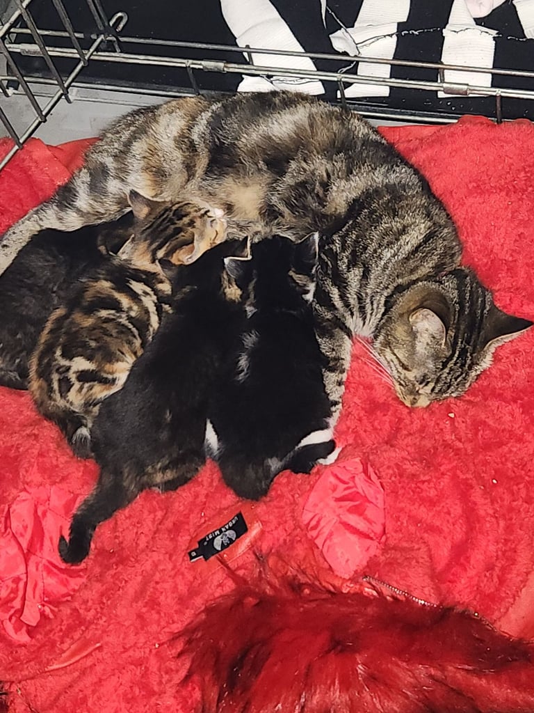Gorgeous British Kittens For Sale 