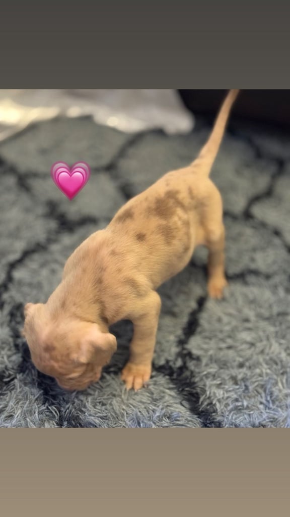 Cane Corso Puppies