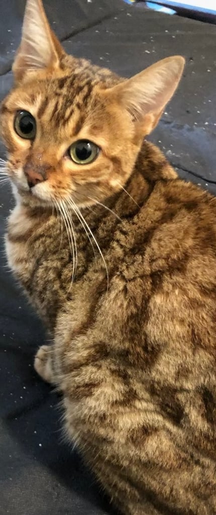 Female bengal cat