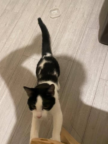 9 Month Old Female Black + White Kitten