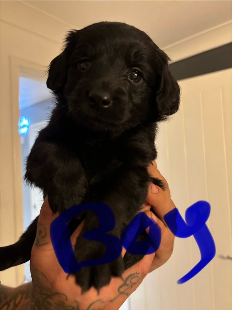 F1 Cockador puppies looking for their forever home 