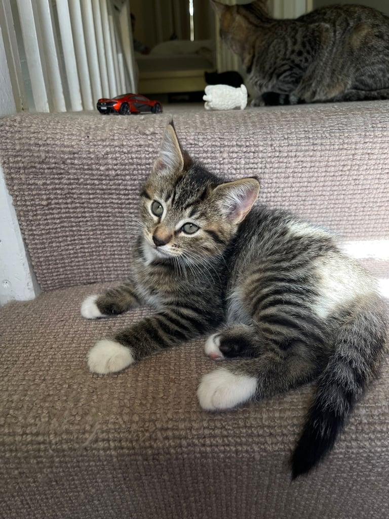 Cats to sale/they have already been sold