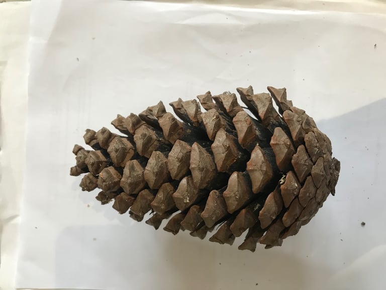 Giant Fir Cones