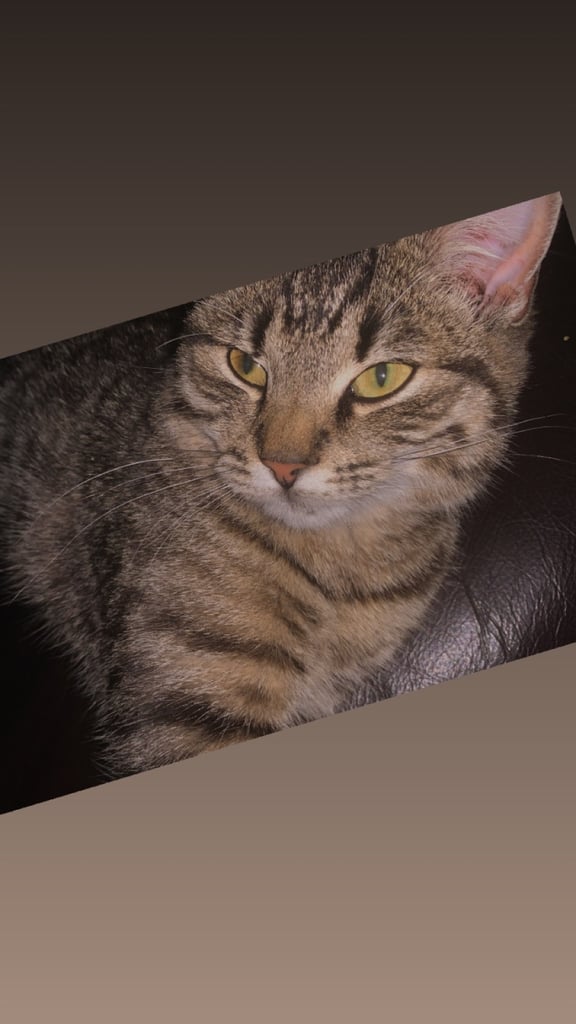 Bengal kitten female unneutered 