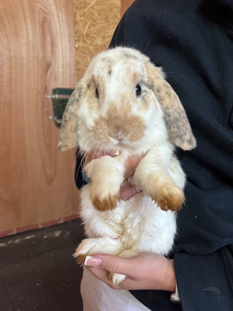 Bunnies for sale  x 7