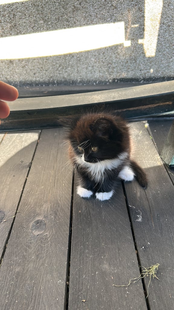 3 beautiful girl kitten