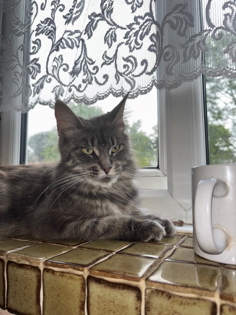 🐾 Beautiful ¾ Maine Coon x ¼ Ragdoll Kittens – 7 Available 🐾