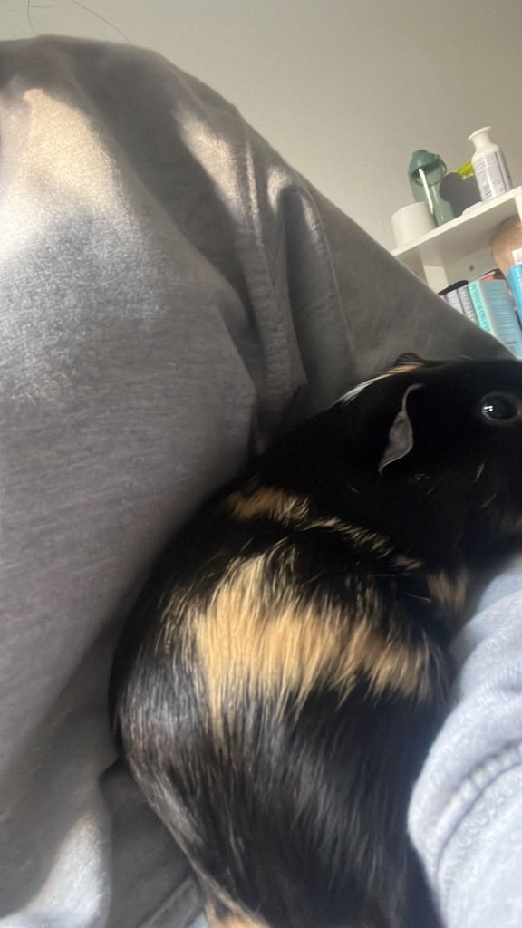 Guinea pigs x2 boys fully bonded 