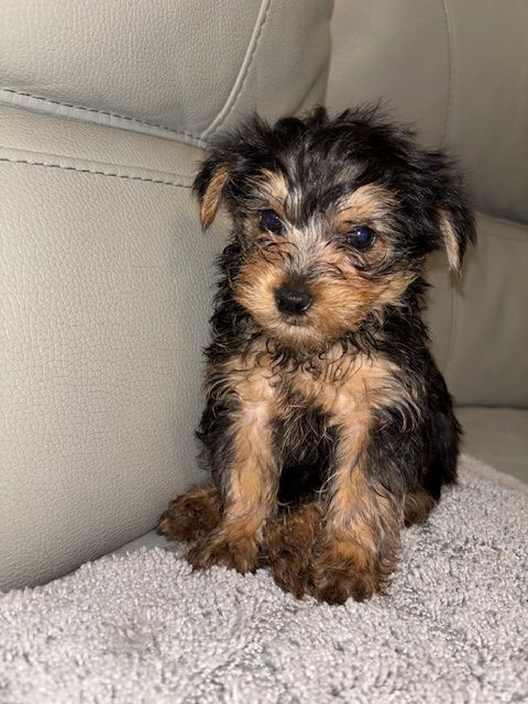 Adorable yorkshire terrier puppies - 1 boy and 1 girl