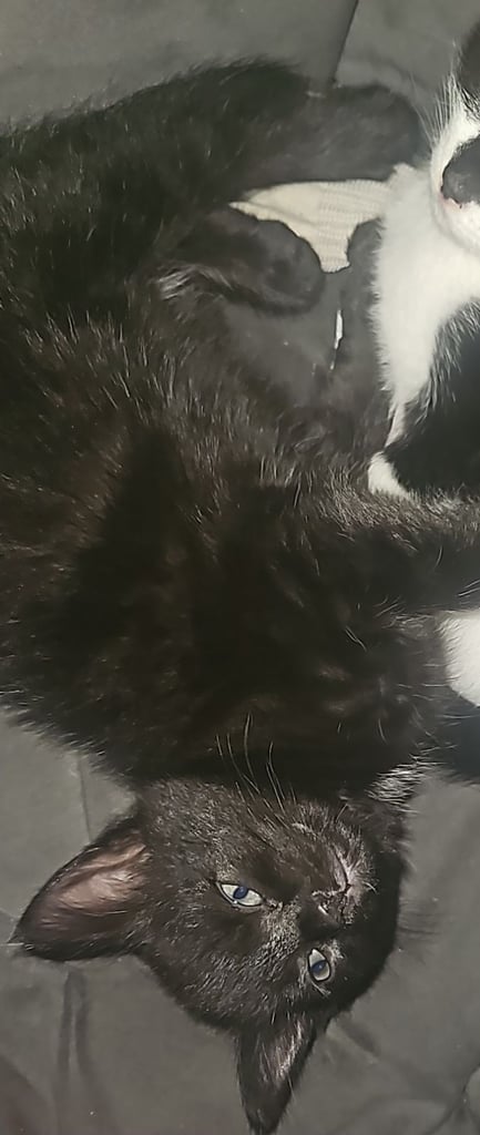 Black kittens for sale 