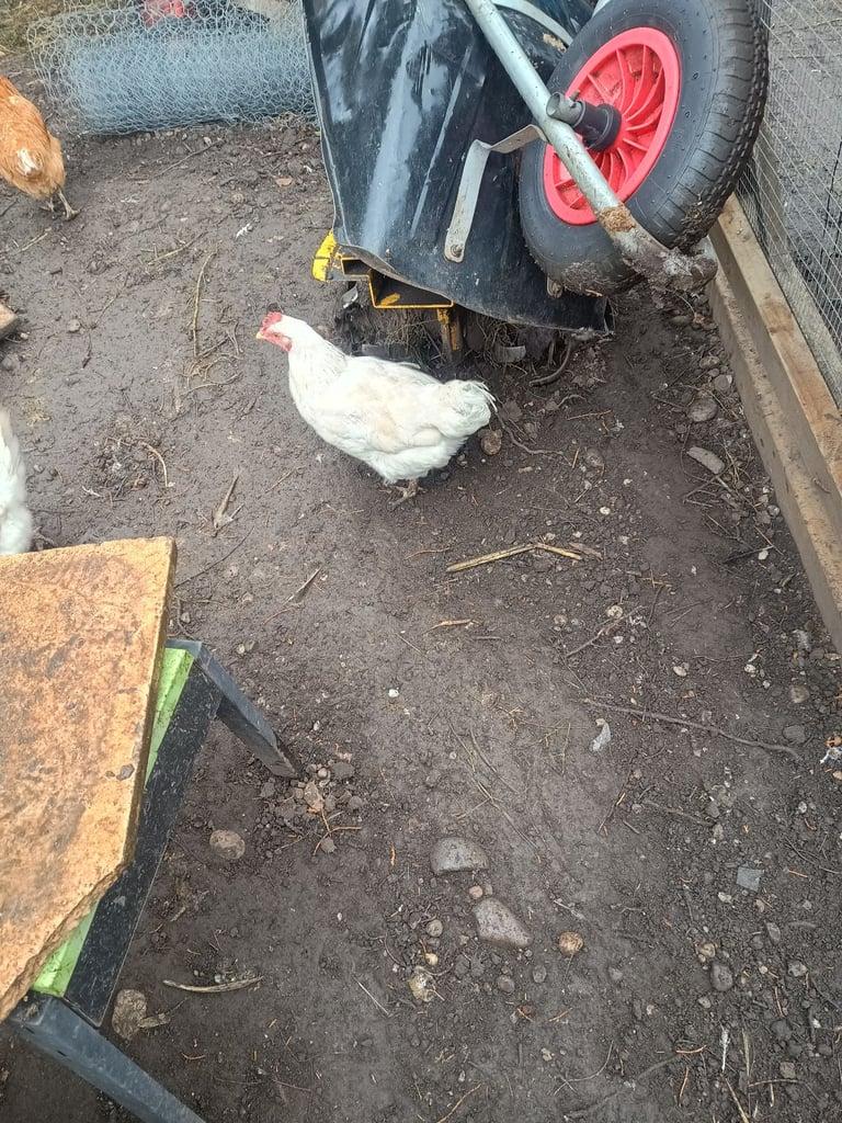 Road land island red hens laying eggs for sale 