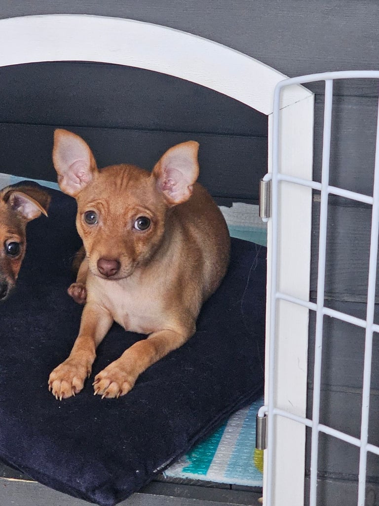 image for Russian toy terrier for sale