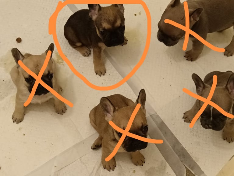 French bulldog only girl  left urgent 